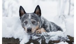 Read more: O fetiță de 10 ani din Rusia, salvată de la îngheț de un câine