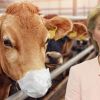 O idee de la UE: vacile din Europa să poarte măști